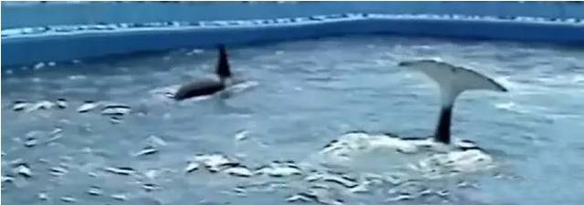 它的死，是给人类一记响亮的耳光