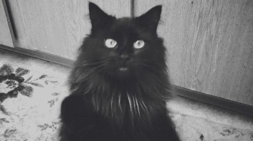 胆小猫咪家里突然发现陌生人,胆小的猫咪到家多久才适应