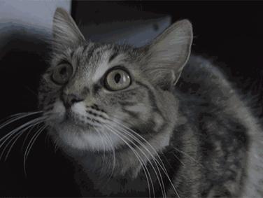 胆小猫咪家里突然发现陌生人,胆小的猫咪到家多久才适应