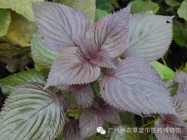 六种调料不适合宝宝,什么调料适合儿童吃