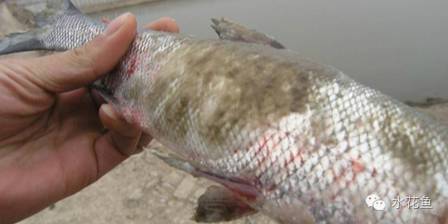 冬季鱼病如何预防,水产如何防鱼病