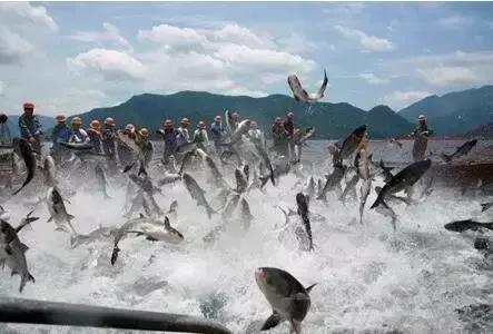 淮北首届南湖捕捞节盛大启幕！