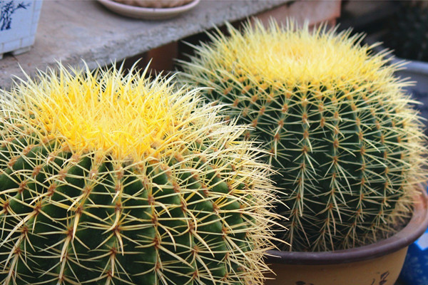 金琥球繁殖,金琥球中间突出一个尖怎么办