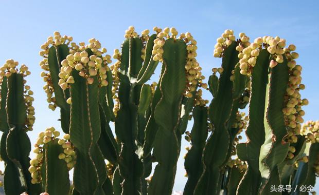 在家里的阳台种植什么草药好 (阳台可以种什么中草药又好看)