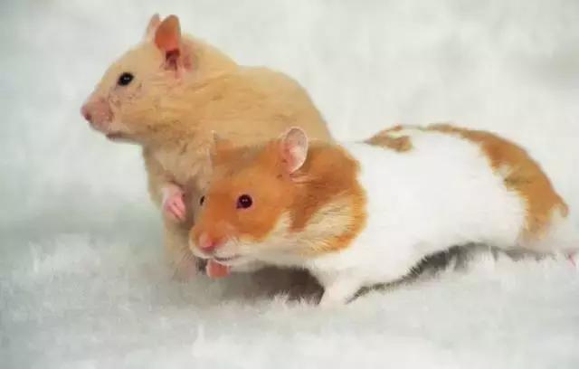 仓鼠宝宝的养护方法是什么,仓鼠宝宝被冻了怎么办