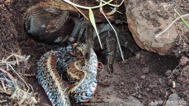 蜘蛛吃巨蛇剩下皮,蜘蛛吃了彼得帕克的蜘蛛侠