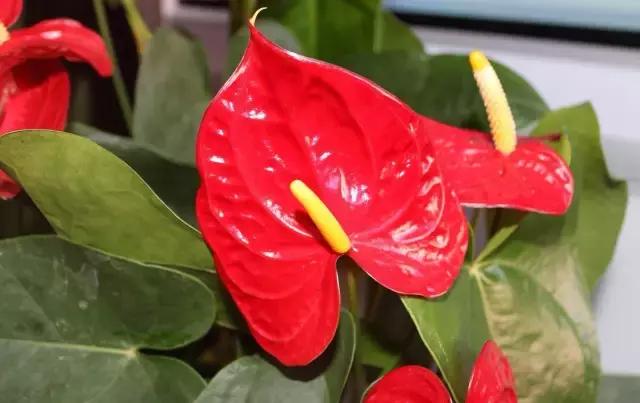 年宵花怎样才能保持长久,年宵花为什么每年都要丢掉