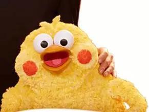 这两只在日本爆火的贱鹦鹉，一定能成为表情包界最火的新网红！