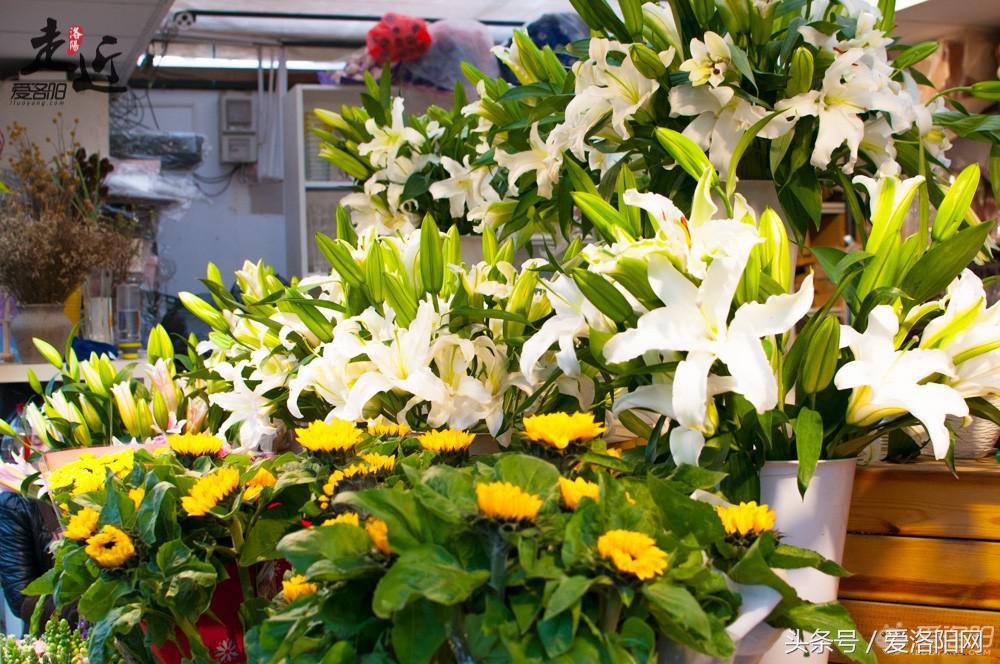 洛阳新区年货批发市场,洛阳老城年货市场