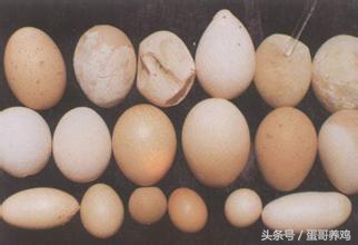 鸡病诊断与防治课件,鸡病快速诊断大全