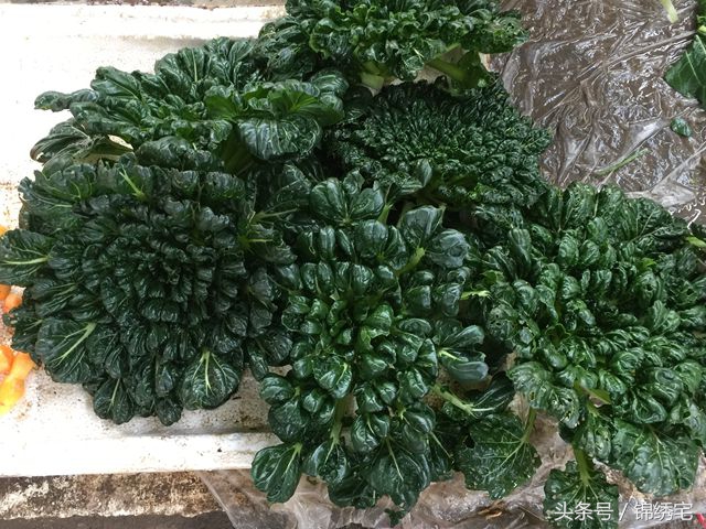 在北方不容易买到的时令蔬菜,这些特色蔬菜你见过吗