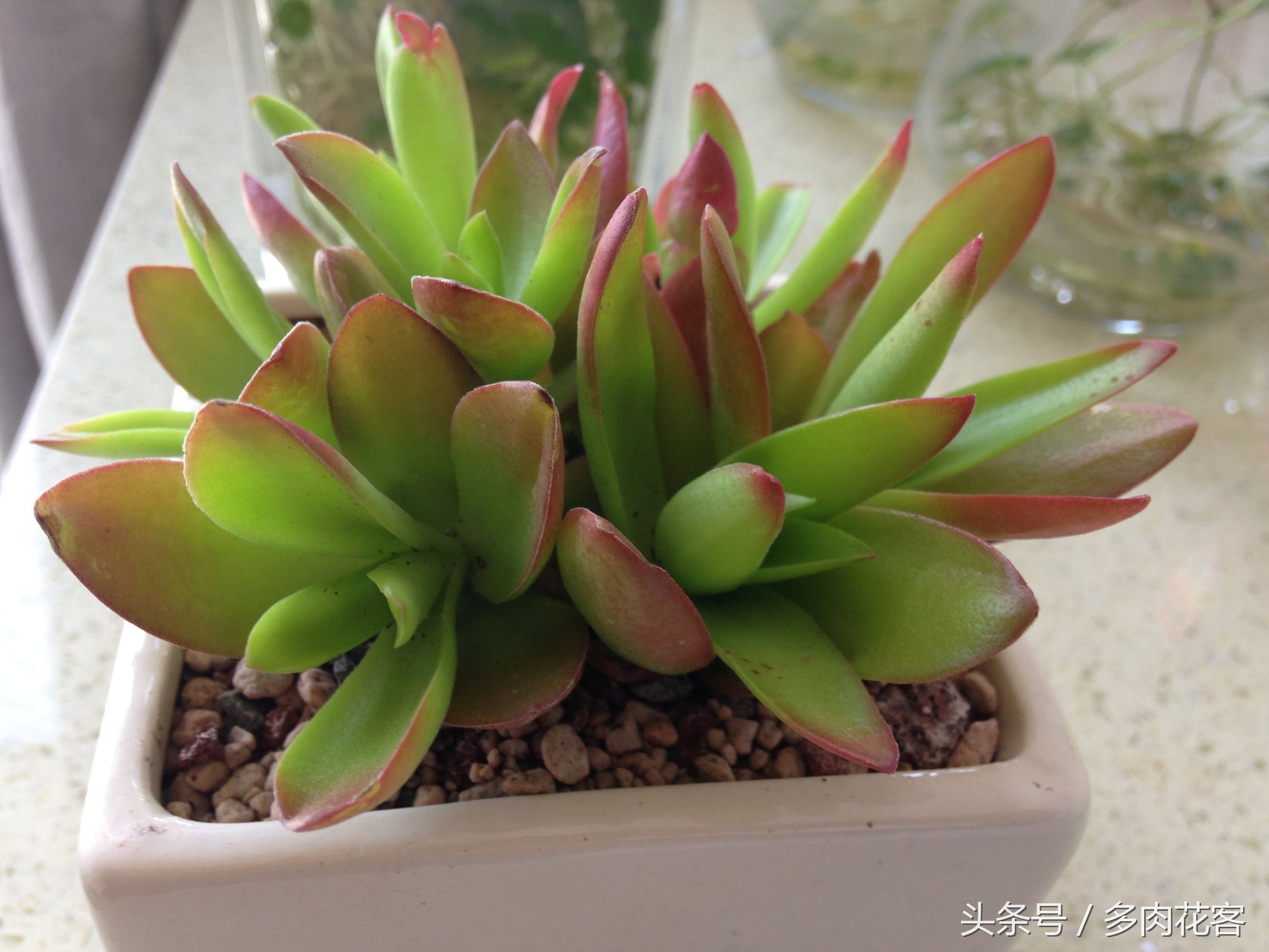 多肉植物火祭大棵,多肉火祭的一年四季的变换