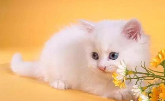 喵星人的品种,喵星人的含义和象征