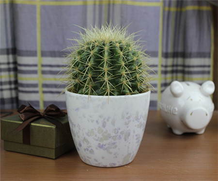 金琥球繁殖,金琥球中间突出一个尖怎么办