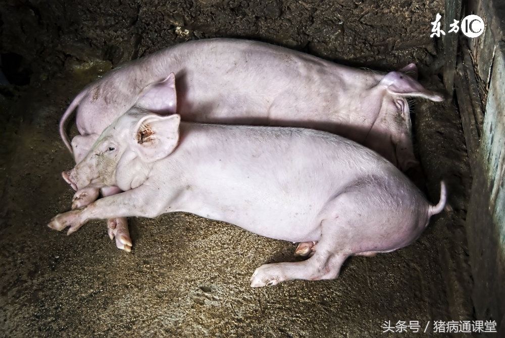 猪场里有好多小猪,猪场夜晚排尿