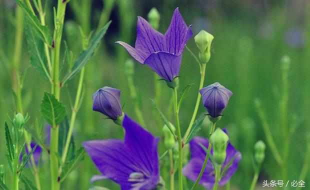 在家里的阳台种植什么草药好 (阳台可以种什么中草药又好看)