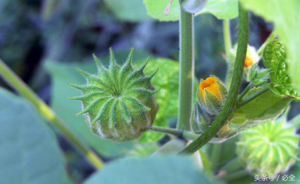在家里的阳台种植什么草药好 (阳台可以种什么中草药又好看)