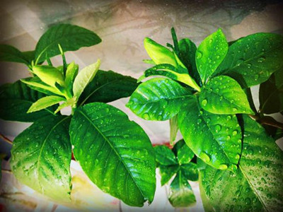 水培栀子花怎么修剪才能促进开花,栀子花什么时候换盆水培开花