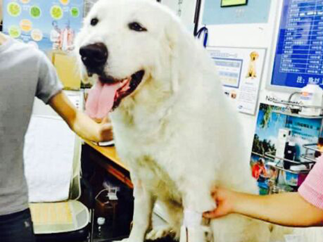 小藏獒被遗弃,藏獒一个月没吃饭被领养后大变样