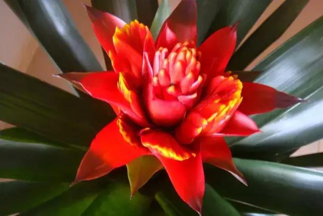 2022迎春花市深圳,深圳2024迎春花市怎么去