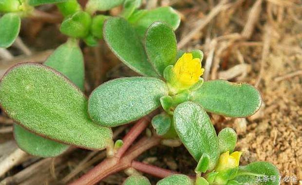 在家里的阳台种植什么草药好 (阳台可以种什么中草药又好看)