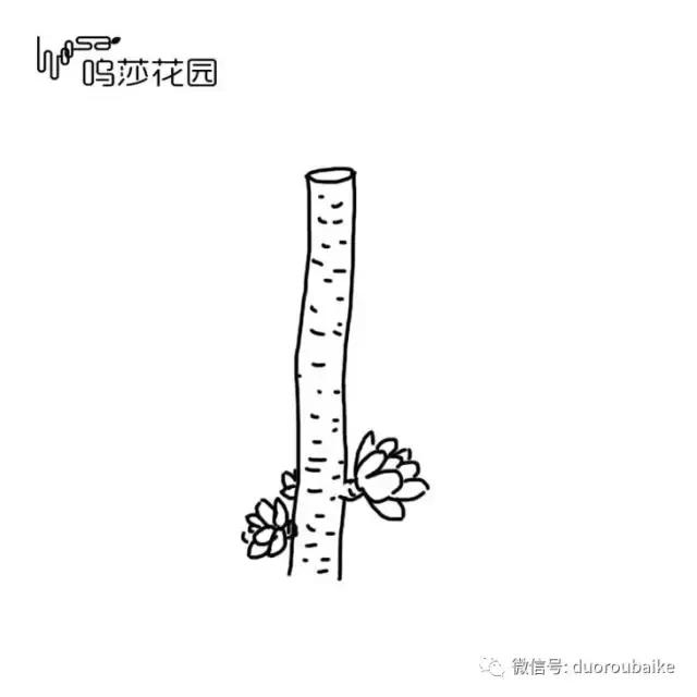 多肉植物为什么砍头,多肉植物可以二次砍头吗