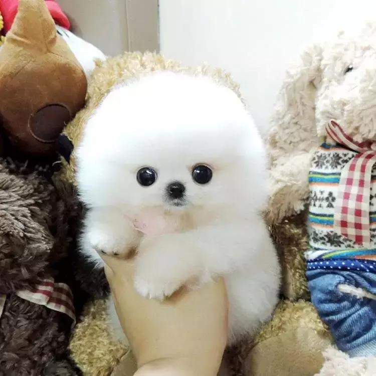 为爱宠结扎不人道吗？原来，结扎的好处有这么多！