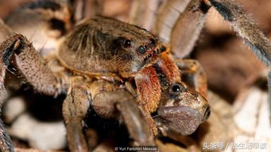 蜘蛛吃巨蛇剩下皮,蜘蛛吃了彼得帕克的蜘蛛侠