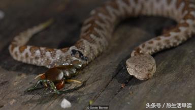 蜘蛛吃巨蛇剩下皮,蜘蛛吃了彼得帕克的蜘蛛侠