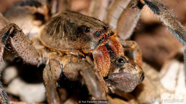 蜘蛛吃巨蛇剩下皮,蜘蛛吃了彼得帕克的蜘蛛侠
