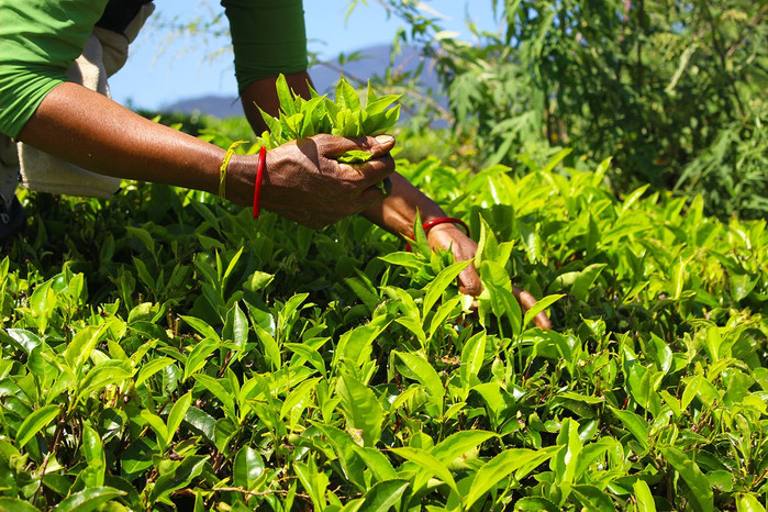 斯里兰卡旅游7天多少钱,去斯里兰卡最便宜方法