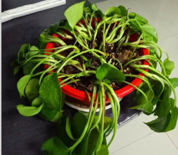 绿萝的花需要太阳吗,绿萝养法十种养不死的室内绿植