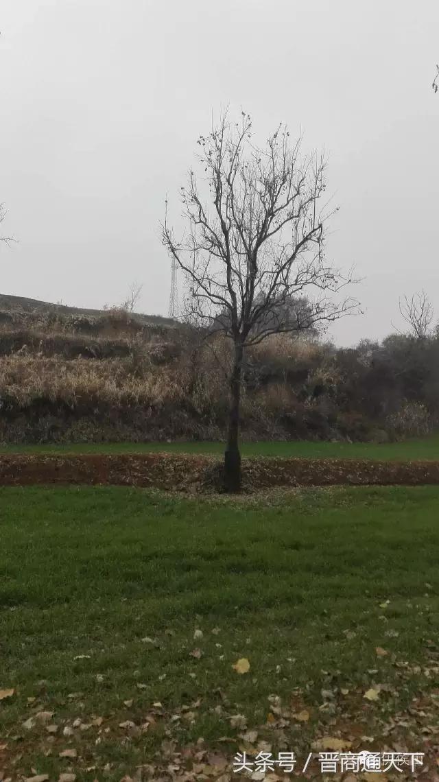 钟灵秀小说,钟灵秀视频