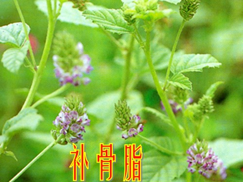 中药热敷局部对白癜风有疗效吗,治疗白斑的中药可以泡脚吗