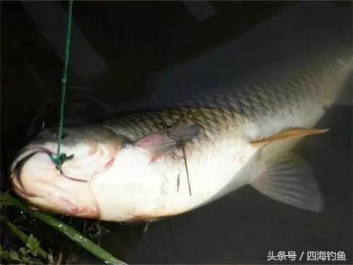 河里钓鱼走漂怎么办,湖库钓鱼如何克服走漂