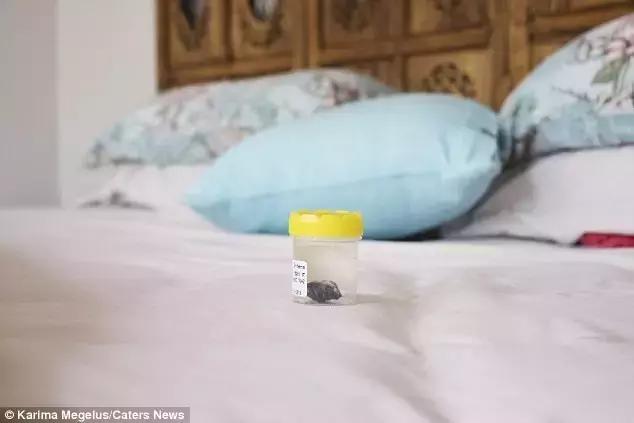 澳洲大蜘蛛咬人死亡,澳大利亚被蜘蛛咬死