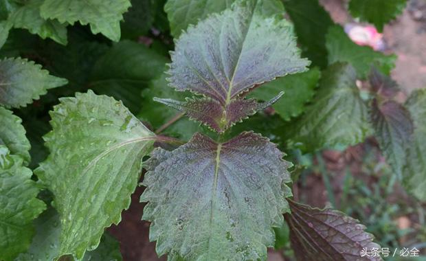 在家里的阳台种植什么草药好 (阳台可以种什么中草药又好看)