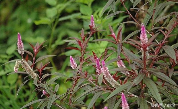 在家里的阳台种植什么草药好 (阳台可以种什么中草药又好看)