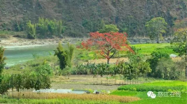 新春到登埂温泉，赴一场春天的盛宴