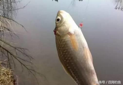 河里钓鱼走漂怎么办,湖库钓鱼如何克服走漂
