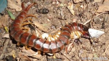 蜘蛛吃巨蛇剩下皮,蜘蛛吃了彼得帕克的蜘蛛侠