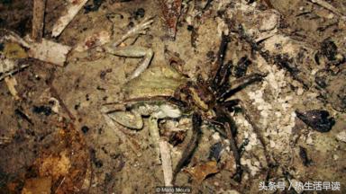 蜘蛛吃巨蛇剩下皮,蜘蛛吃了彼得帕克的蜘蛛侠