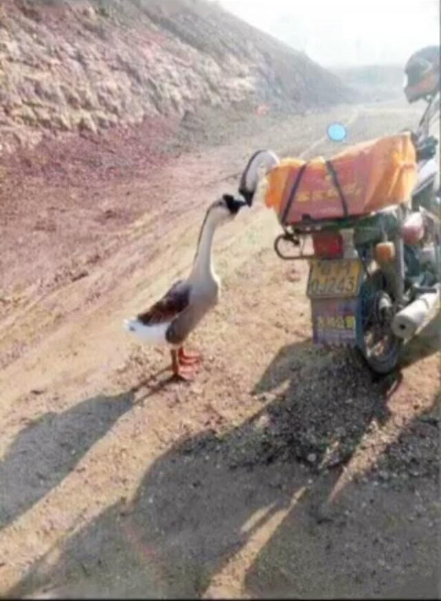 傻缺别再吃了，它就是烂南瓜，没吃出来吗？