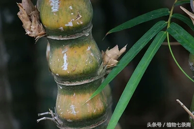 葫芦竹为什么不长,家里种的葫芦不旺怎么办