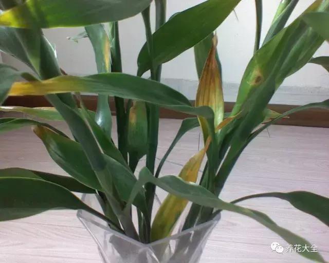 土培富贵竹叶子发黄怎么治,富贵竹叶子老是黄是怎么回事