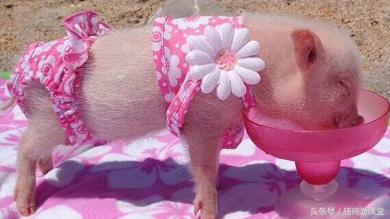 刚生的小猪没有呼吸怎么急救,刚生小猪不吃奶精神不振消瘦咋办