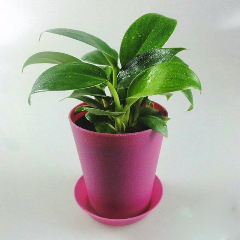 娌冲窞鐗′腹鍏绘畺,娌冲窞鐗′腹鍩硅偛鏂规硶