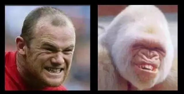 鲁尼足坛,足球鲁尼在哪个球队