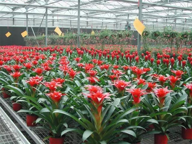 年宵花怎样才能保持长久,年宵花为什么每年都要丢掉