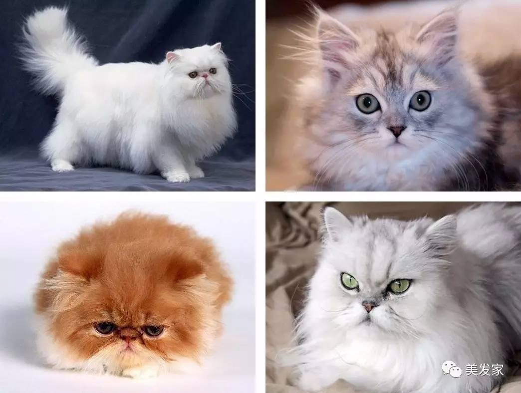 吹整4式快学～拒当「鸟巢炸顶」钢丝妹